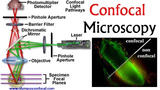 Confocal microscopy  confocal microscope principle [upl. by Bartholomeo]