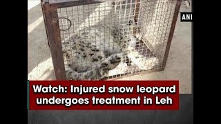 Watch Injured snow leopard undergoes treatment in Leh  Ladakh News [upl. by Nylyrehc945]