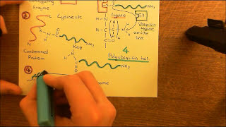 Parkinsons Disease and Antiparkinson Drugs Part 3 [upl. by Rennie]