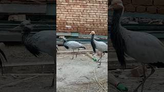 Demoiselle crane bird 🕊️m Shahid Official 20youtubeshorts villagelife humtvshortfeed [upl. by Dianne359]