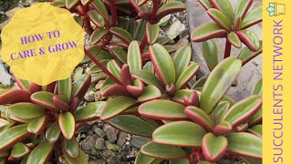 How To Grow amp Care For Peperomia Gravelones [upl. by Oxford913]