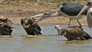 Marabou stork vs vulture  marabou stork attack [upl. by Barret]