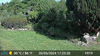 Hen Videos Only Edit GardePro A3 Trail Camera 6 of 10 FR19 Côtes dArmor Brittany France [upl. by Aihtniroc]