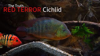 The Truth About The Festae Cichlid [upl. by Radborne]