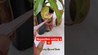 Feeding my Nepenthes a bee 🐝 nepenthesplant pitcherplants carnivorousplants nepenthes [upl. by Nahgem]