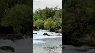 Bears Catching Salmon at Brooks Falls Katmai National Park  Wildlife in Alaska [upl. by Nylloh]