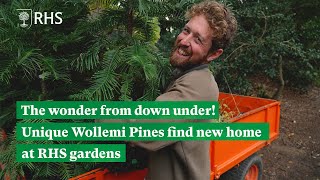 The wonder from down under Unique Wollemi Pines find new home at RHS gardens  The RHS [upl. by Stultz270]