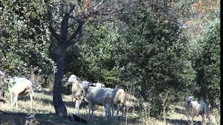 Cest pas sorcier TRUFFE  A LA POURSUITE DU DIAMANT NOIR [upl. by Pansir]