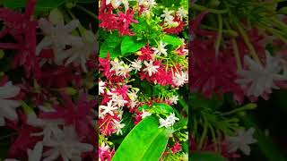 Combretum indicum flowers youtubeshorts trending beautiful gardning naturalbeauty [upl. by Delphina]