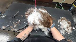 Shih Tzu Puppy Groom [upl. by Derag]