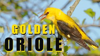 Bird sounds  Golden oriole call birds singing [upl. by Micaela]