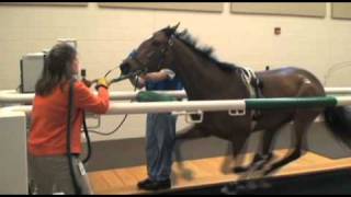 Performing Treadmill Endoscopy at Rood amp Riddle Equine Hospital [upl. by Pompei]