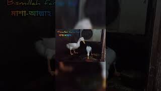 WhiteCrestedDuckMashAllahসাদাঝুঁটিওলাহাঁসমাশাআল্লাহ। [upl. by Red]