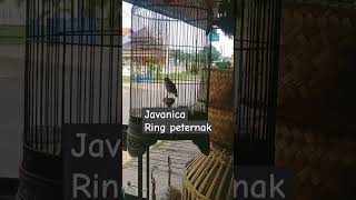 Javanica rig peternak sangkarcungkokindonesia [upl. by Bayer]