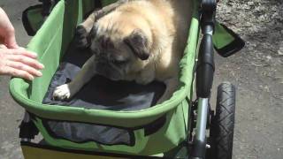 Canadas Coolest Dog Stroller for Older Dogs [upl. by Kauppi]