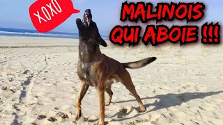 ABOIEMENT DE MALINOIS [upl. by Laamaj]