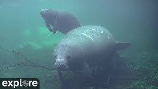 Underwater Manatee Cam At Homosassa Springs  Fall in love with the beloved sea cows  exploreorg [upl. by Laud]