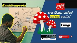 Basidiomycota  Kingdom Fungi  අපි කන්නේ ප්‍රජනක කොටස් [upl. by Yahc]