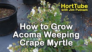 How to grow Acoma Crape Myrtle Weeping White Flowering Crape Myrtle [upl. by Hallsy]