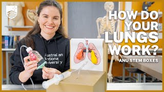 How to make a lung model [upl. by Natanhoj]