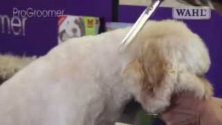 Grooming Guide  Cockapoo Pro Groomer [upl. by Glynias296]