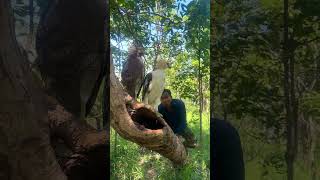 A man surprise to see eagle on a tree part 01 jonathanyeo philoh mailee bird wildlife nature [upl. by Ahseret]