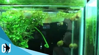 201 Cheap Alternative to Plastic Aquarium Plants  Tank Tip [upl. by Lauer]