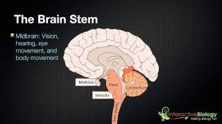 027 The 3 parts of the brain stem and their functions [upl. by Pease]