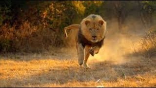 Regarder Ce Que le lion va faire a vous de voir [upl. by Yllor]