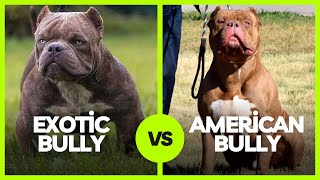 Exotic Bully vs American Bully Size is not the only difference [upl. by Aihpled]