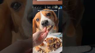 Bikin martabak untuk anjing [upl. by Adnoyek]