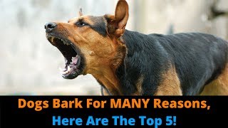 The 5 Types Of Barking How Many Types Of Barking Does Your Dog Do [upl. by Amlev]