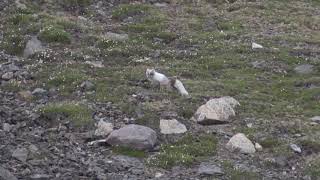 Renard arctique Vulpes lagopus Arctic Fox [upl. by Gulgee650]