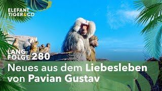 Pavian Gustav im Dating Fieber Langfolge 280  Elefant Tiger amp Co  ARD [upl. by Baxter421]