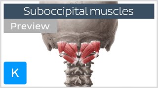 Overview of the suboccipital muscles preview  Human Anatomy  Kenhub [upl. by Okimik808]