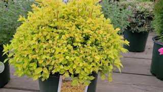 Spiraea Gold Mound Japanese Spirea  Terrific Easy to Grow Shrub for 3 seasons of COLOR [upl. by Egief]