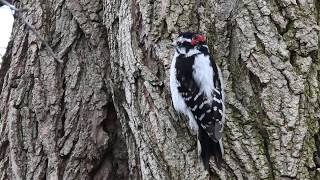 Downy woodpecker drumming [upl. by Ilrak968]