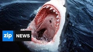 Mystery Creature Eats 10 Foot Great White Shark  June 14 2014 [upl. by Ferneau]