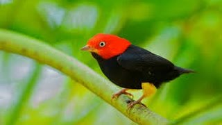 Red capped Manakin Wing Sounds HD [upl. by Blainey]