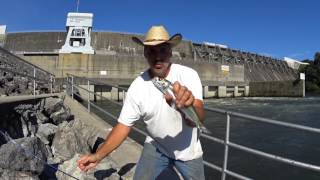 Catfish Dave Quick ClipSkipjacks At Douglas Dam [upl. by Arodnap99]