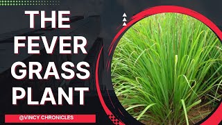 Lemongrass Plant  20 Uses Of Fever Grass Vincychroniclesofficial [upl. by Hennahane]