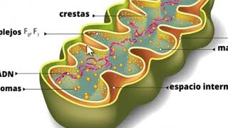 Vías Metabólicas en la Mitocondria [upl. by Innoc655]