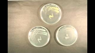 Bacterial Growth time lapse [upl. by Riedel]