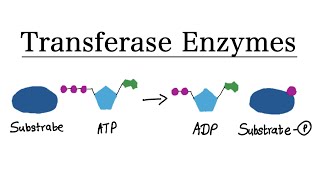 What are Transferase enzymes  MCAT Biochemistry [upl. by Yecaw]