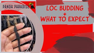 Loc Budding  Everything You Need to Know About Loc Budding  Starter Loc Journey [upl. by Ameh]