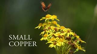 Small Copper Butterfly Lycaena phlaeas [upl. by Shanks]