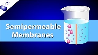 The Semipermeable Membrane [upl. by Amitaf]