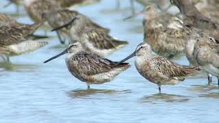 Asiatic Dowitcher Inner Gulf of Thailand August 2024 [upl. by Nwahsd323]