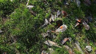 grass between sharp rocks at sunny windy day in mountains [upl. by Leerzej355]