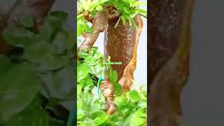 Super making bonsai style bonsai shortsvideo [upl. by Aneerahs]